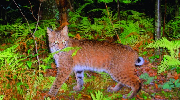 Appalachian Trail survey aims hidden cameras at large predators