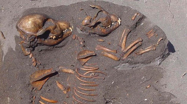 Dog bones reveal ecological history of California’s Channel Islands