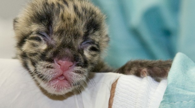 Baby Boom of Endangered Species at Smithsonian’s National Zoo’s Conservation and Research Center