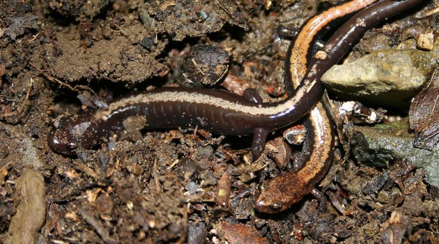Study aims to give endangered Shenandoah salamander better odds at survival