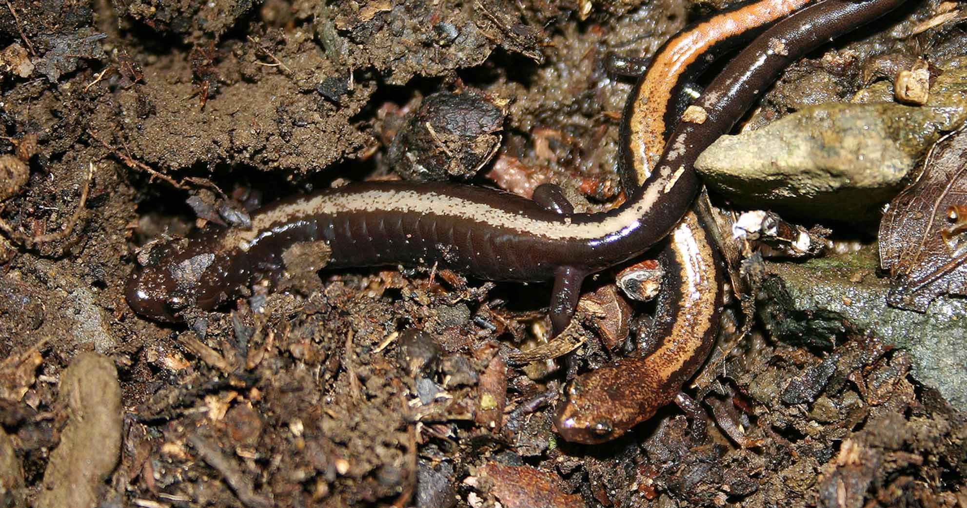 Study aims to give endangered Shenandoah salamander better odds at