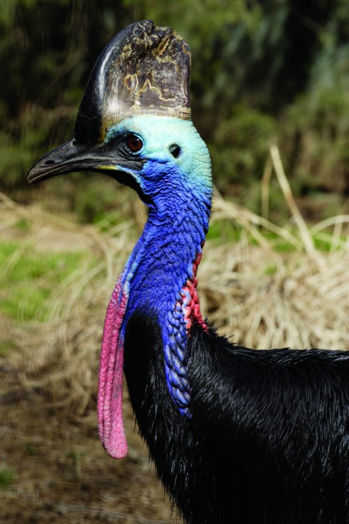 Smithsonian Insider – Double-Wattled Cassowary | Smithsonian Insider