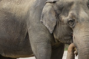 Asian Elephant