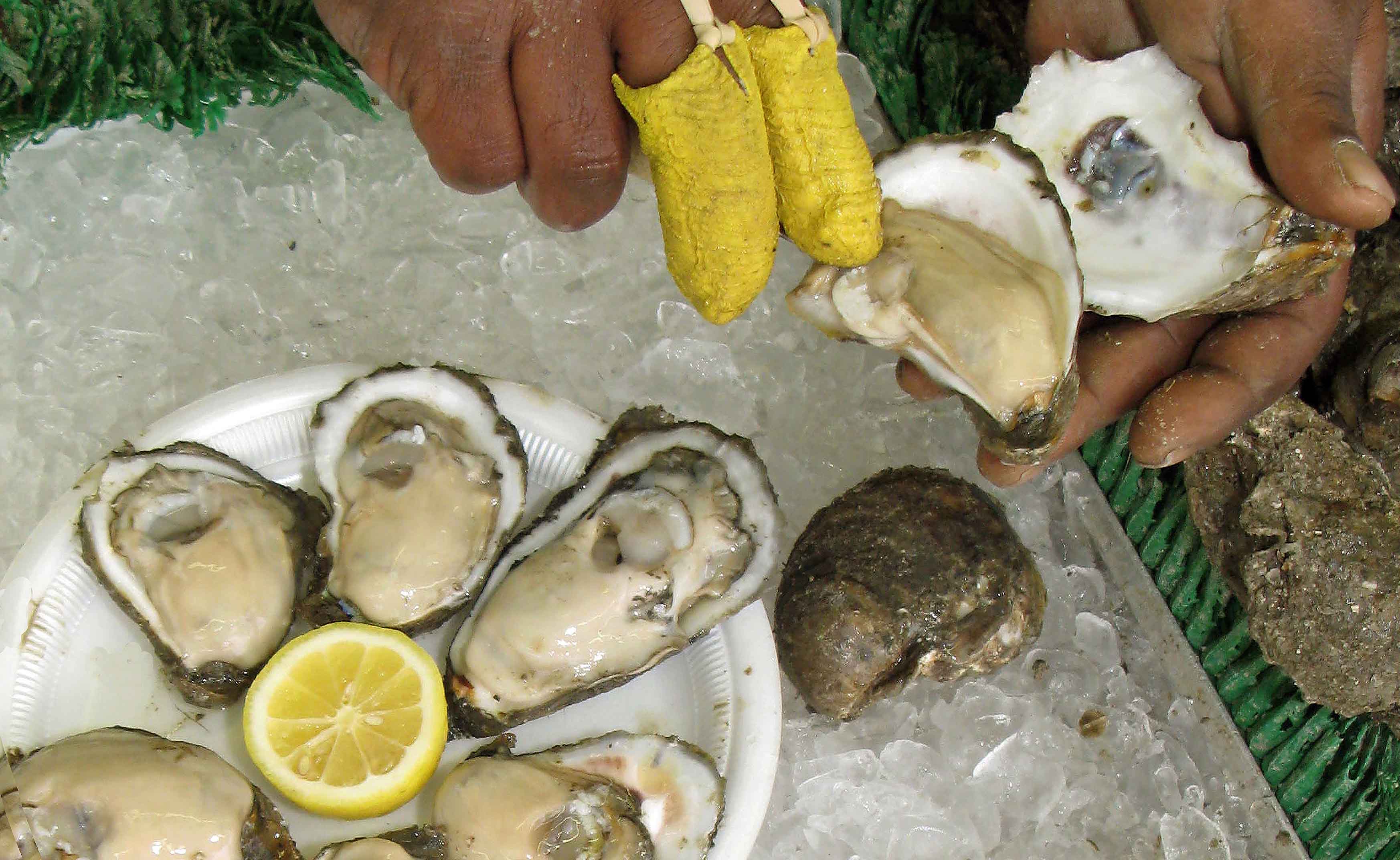 Asian oysters in chesapeake bay Half swedish half asian