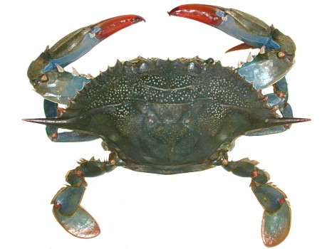 crab