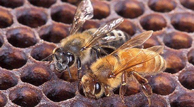 Native bees prove resilient in competition with invasive African honey bees