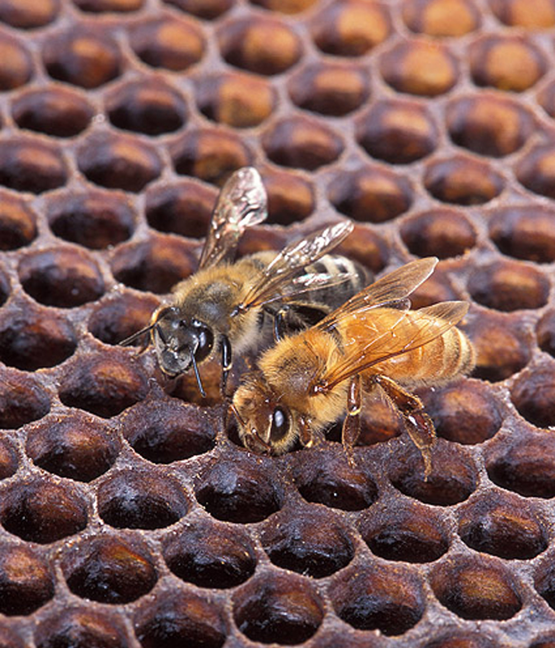 Smithsonian Insider – Native bees prove resilient in competition with