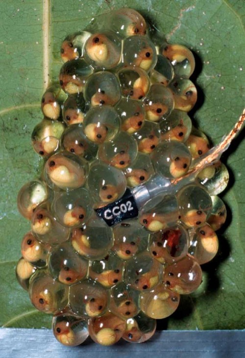 Photo: The device in this egg clutch is an accelerometer, used to record vibrations. The vibration recording from a snake attack on an egg clutch is shown below.