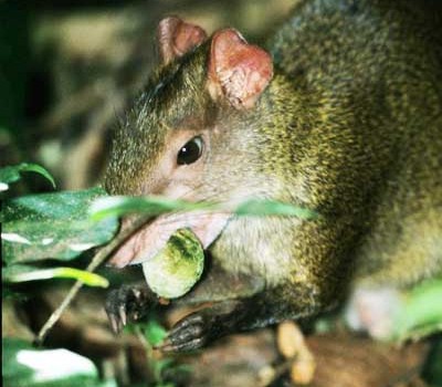 Camera traps & radio collars reveal hoarding strategies of the South American agouti