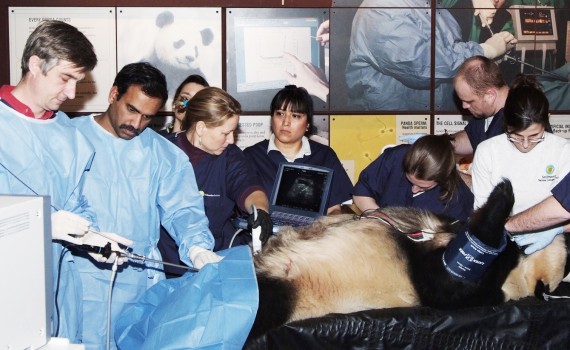 Smithsonian Insider Smithsonian Scientists Give Giant Pandas A Helping Hand At Reproduction 1715
