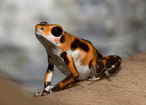Smithsonian Insider – Strawberry dart frogs bred at National Zoo for time in Zoo's history | Smithsonian Insider