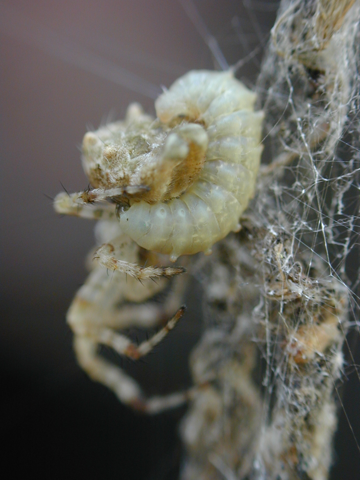 Smithsonian Insider – Drugged spiders' web spinning may hold keys to  understanding animal behavior