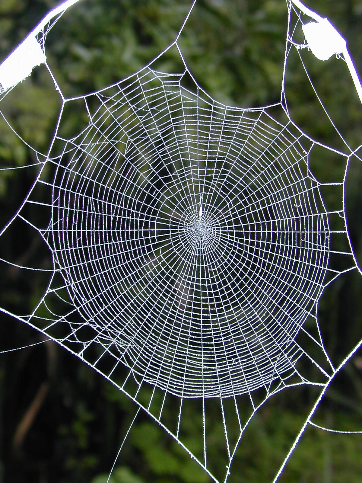 Drugged spiders' web spinning may hold keys to ...