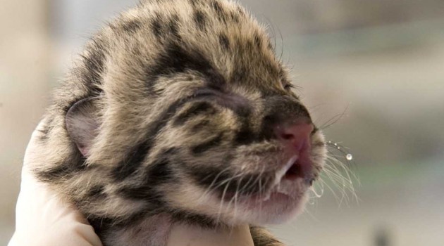 Clouded leopard cubs born at National Zoo’s Front Royal campus on Valentine’s Day