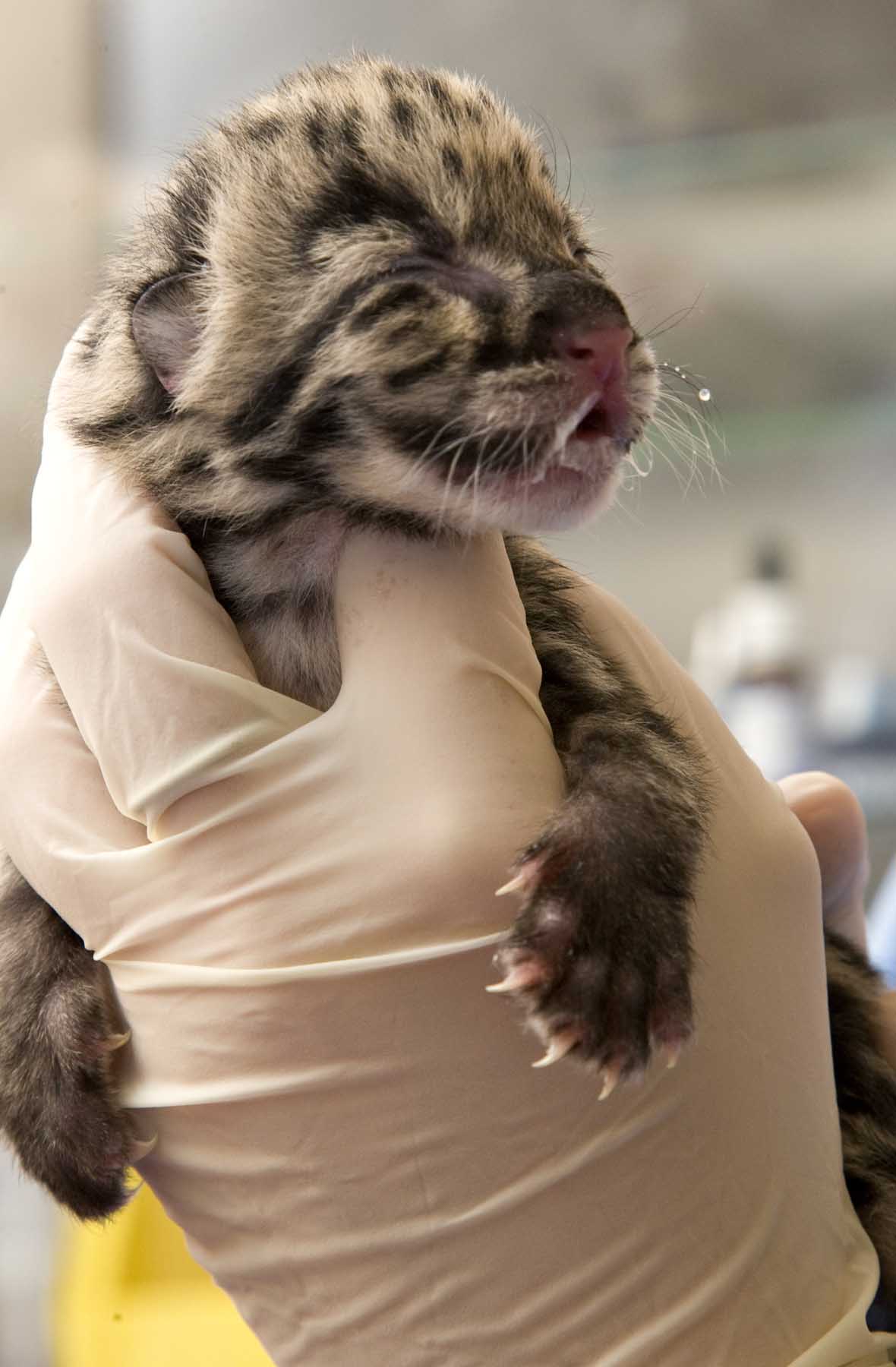 Clouded leopard cubs born at National Zoo's Front Royal campus on