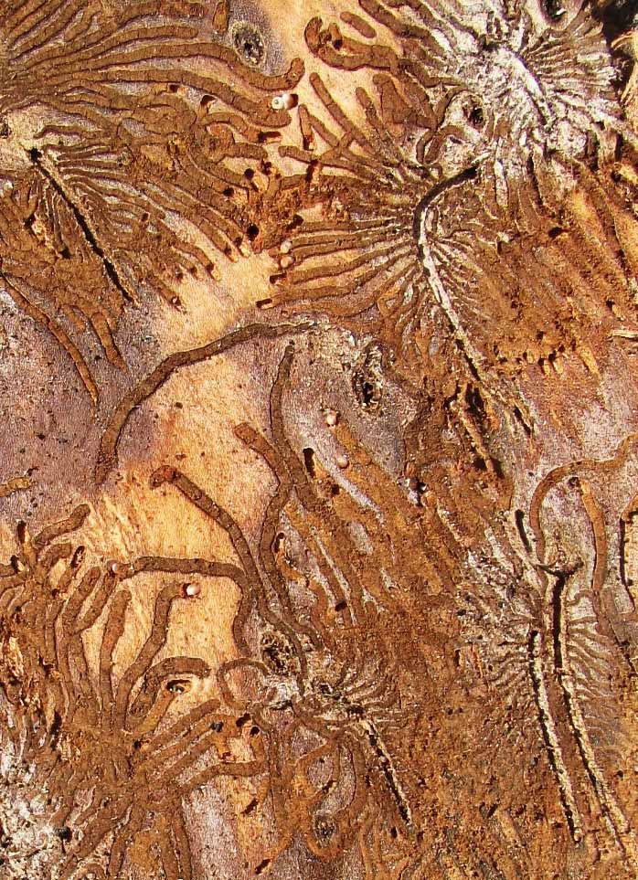Bark beetle galleries or tunnels excavated in wood beneath the bark of an American elm. (Photo by Deborah Bell)