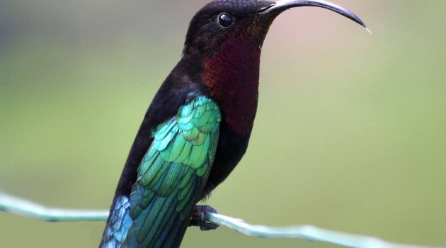 A well-defended territory is what some female hummingbirds find most attractive in a mate