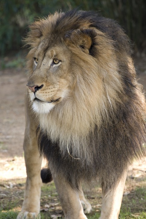 lion, Smithsonian National Zoological Park