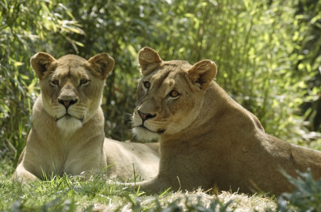 Smithsonian Insider – Patience and research may bring lion cubs to the ...