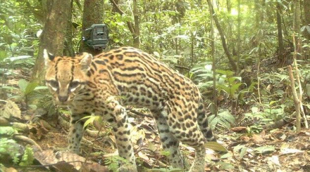 Photo of an ocelot taken during the National Zoo's recent camera-trap survey