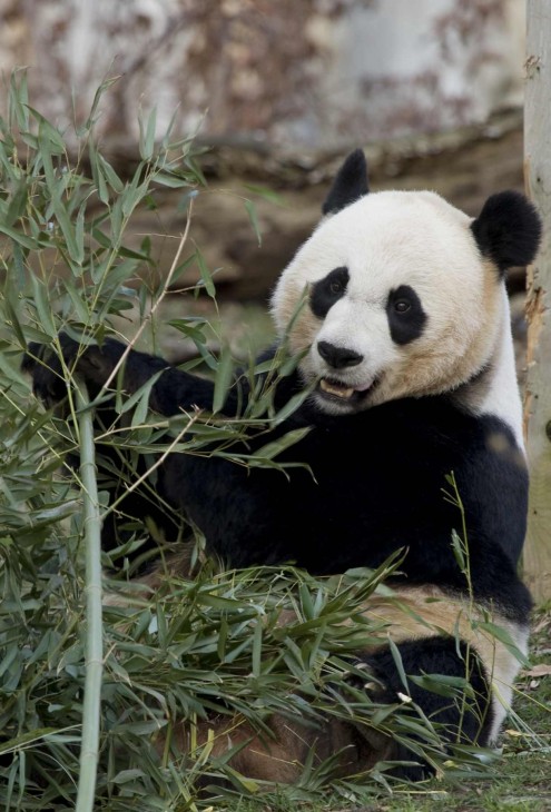 Mei Xiang, Smithsonian's National Zoological Park