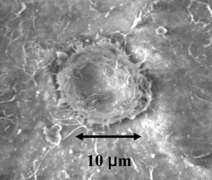 cancer cell, Smithsonian Astrophysical Observatory