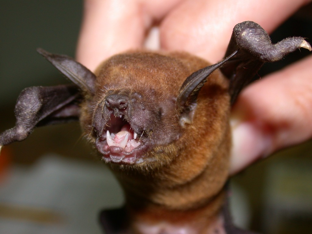 lesser bulldog bat, Smithsonian Tropical Research Institute