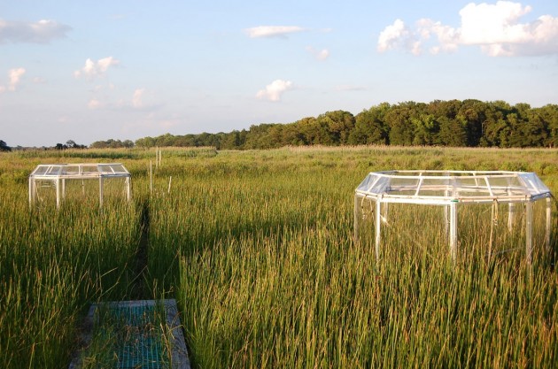 Smithsonian Insider – Smithsonian Environmental Research Center ...