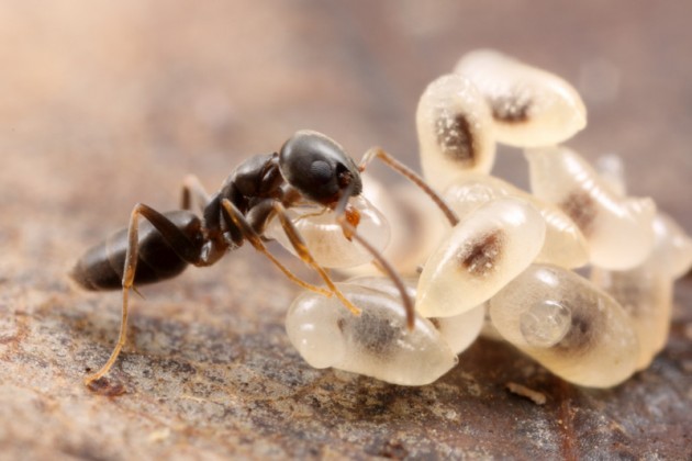 Tapinoma sessile, the odorous house ant, with larvae.