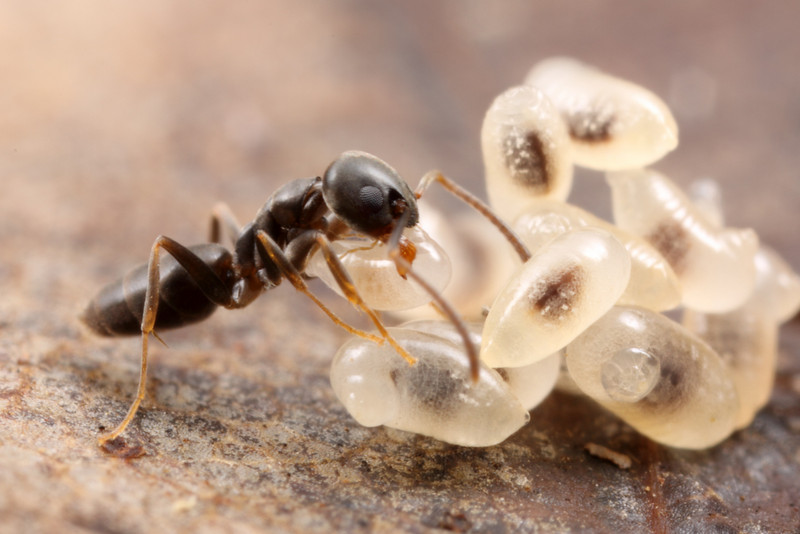 Ants communicating