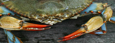maryland blue crab maryland blue crab