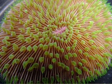 Scientists establish first frozen repository of Hawaiian coral