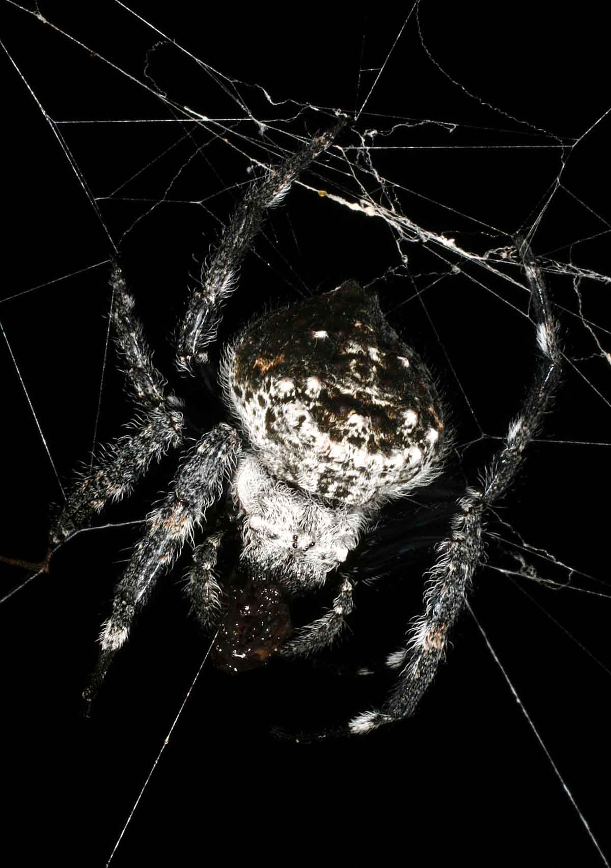 worlds largest spider web