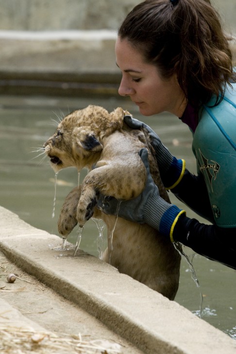 photo shows a Zookeeper in a wet suit helping a wet lion cub out of a moat