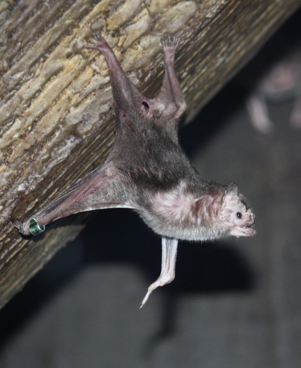 Vampire Bat Desmodus rotundus at the Louisville Zoo (Photo: L. T. Shears)