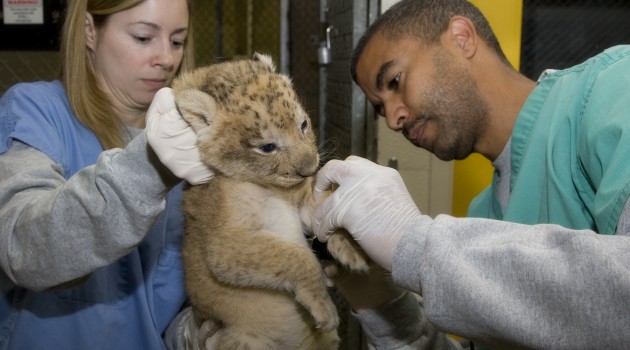 Seven lion cubs born recently at the National Zoo