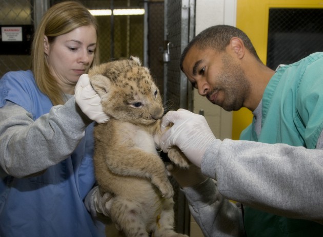 a lion cub being examined by Zoo veterinarians
