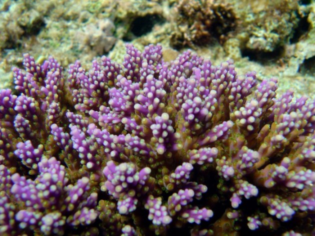 a coral speciment in Guam