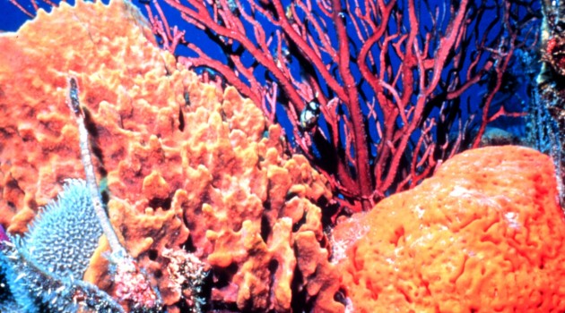 A noisy reef is a healthy reef