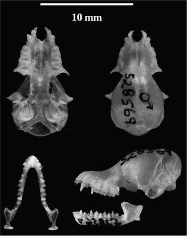 Skin, cranium and mandibles of Myotis diminutus.