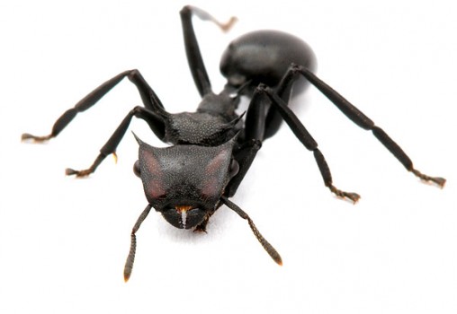 close-up of a gliding ant