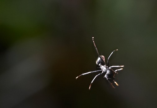 a gliding ant in a mid-air fall