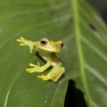 a green tropical tree frog on a leaf