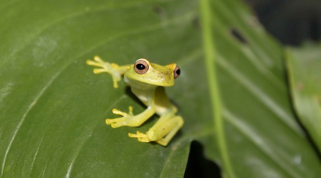 National Zoo and partners first to breed critically endangered tree frog