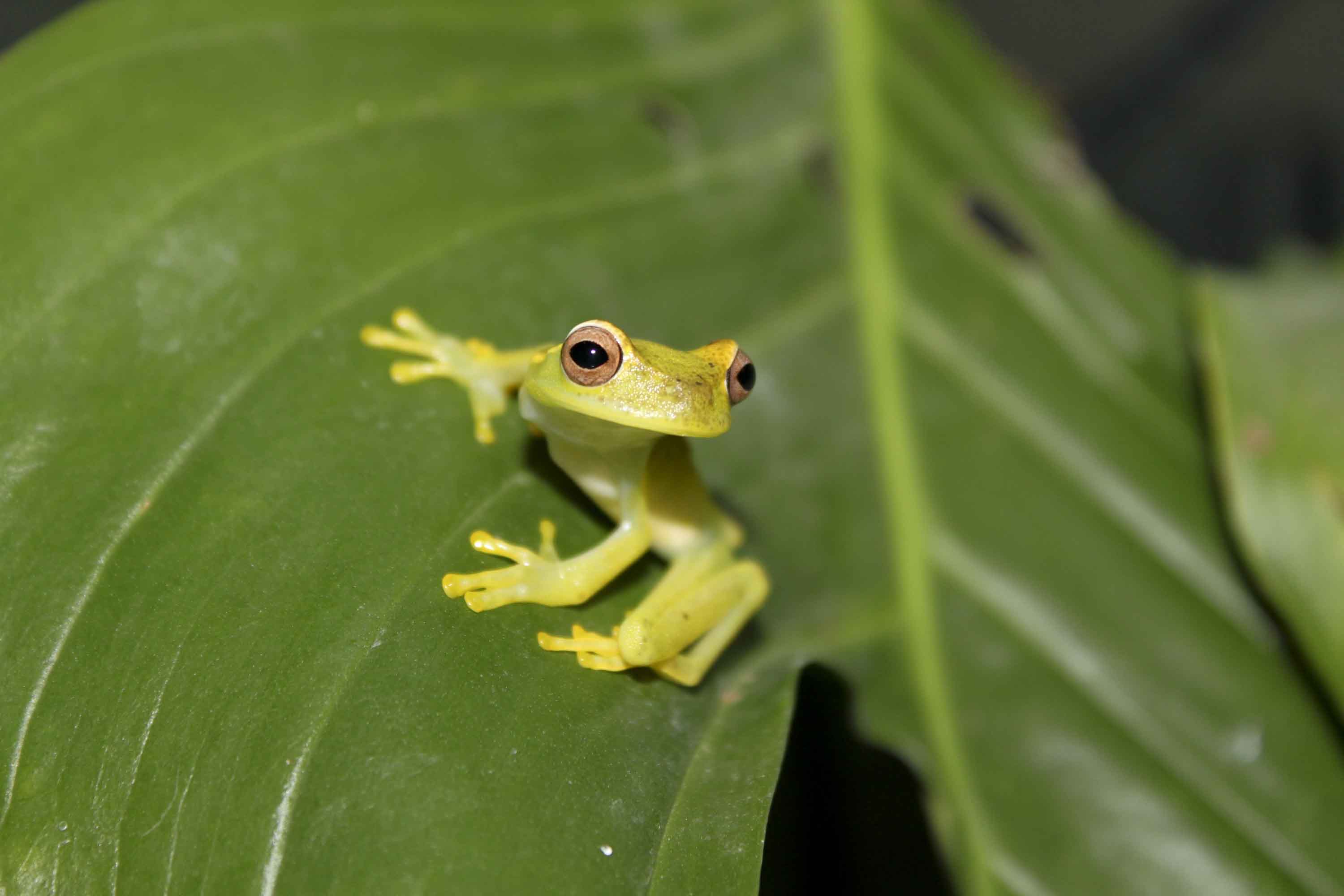 cute baby tree frogs