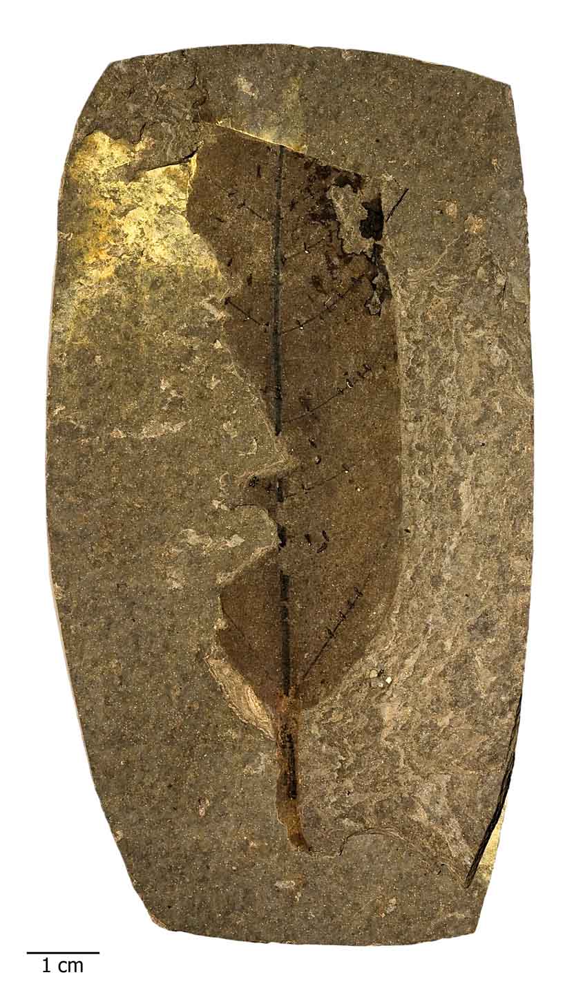 leaf-fossil.jpg