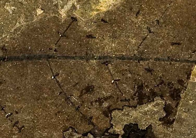 a leaf fossil showing the marks of ant bites