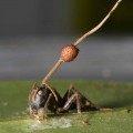 An ant killed by the fungal parasite - it is biting into the leaf vein and the fungal growth can be clearly seen issuing from its head.