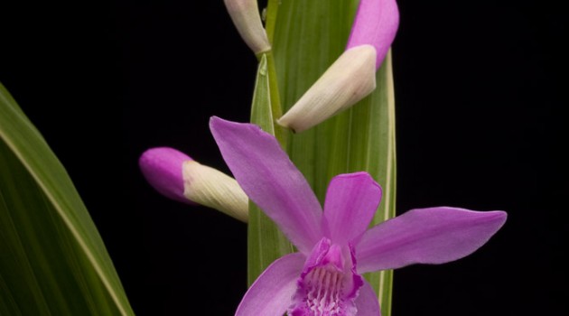 Orchids: A View from the East