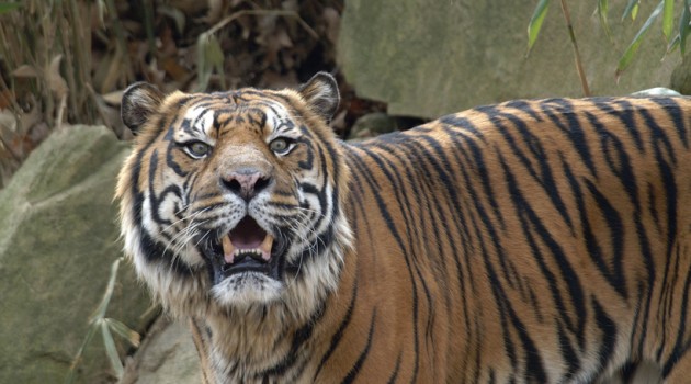 Tiger numbers could triple if large-scale landscapes are protected